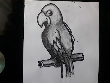 how to draw a parot image how to draw a parot